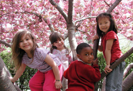 kids climbing tree